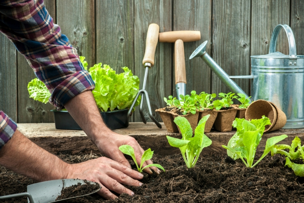 Consejos para plantar un huerto en casa